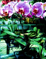 phalaenopsis--85rb