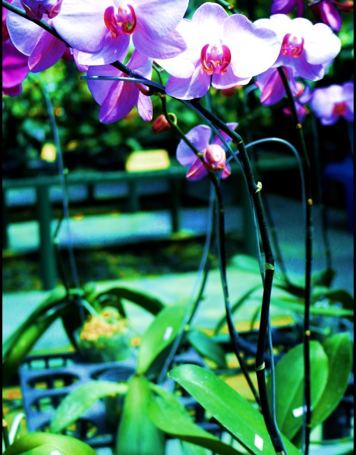 phalaenopsis110