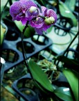 phal-110-a
