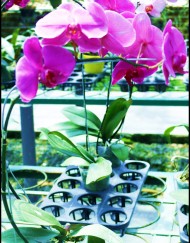 phalaenopsis-95rb