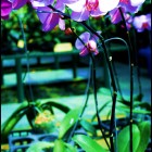 phalaenopsis110